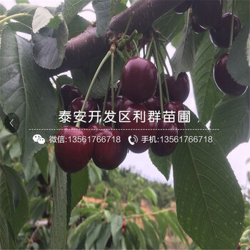 出售乌皮樱桃苗出售乌皮樱桃苗价格